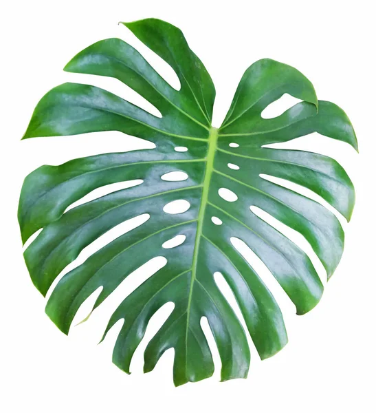 緑のモンスター熱帯の葉 白の背景に隔離された熱帯常緑樹 — ストック写真