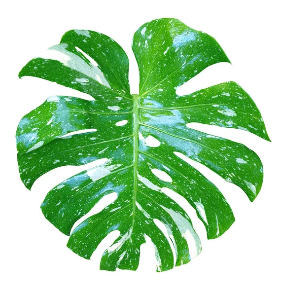 白色の背景に分離された葉は変成したもの 熱帯の葉 熱帯の葉は本 カーテン ポストカード 壁紙のためのエキゾチックな自然植物を変化させました 組成物のデザインのために飾る本物のモンスターの葉 — ストック写真