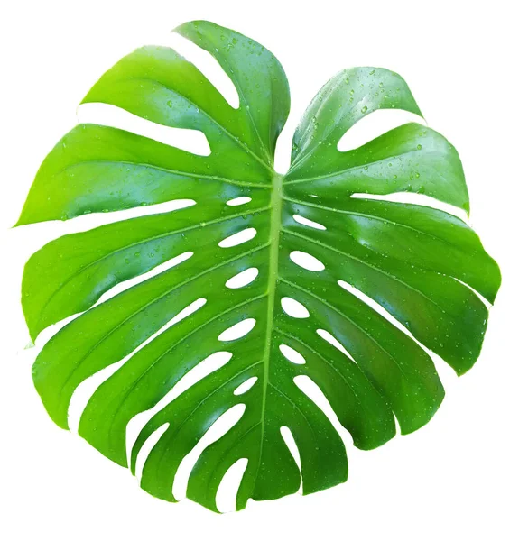 新鮮な緑のモンスター熱帯の葉 白い背景に隔離された熱帯常緑のブドウ — ストック写真