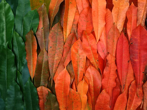 Set of natural colorful falling  leaves isolated on white background.  set of Colorful autumn leaves for diesign.
