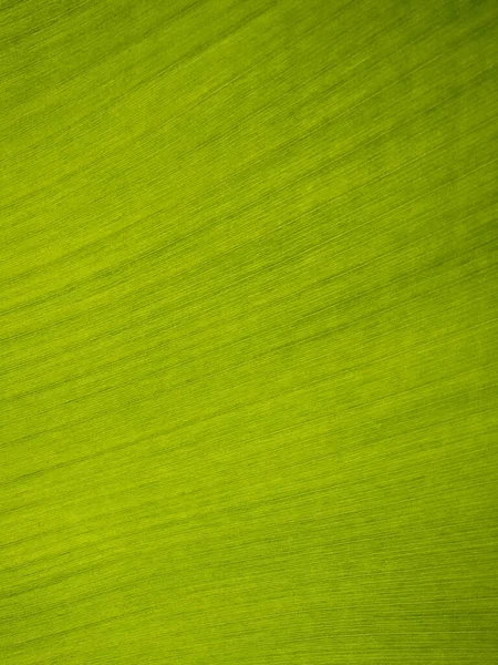 Conjunto Coloridas Hojas Naturales Que Caen Aisladas Sobre Fondo Blanco —  Fotos de Stock