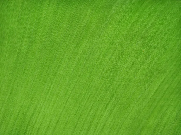 Banangrön Blad Konsistens Bakgrund Textur Bakgrund Färska Gröna Blad Grön — Stockfoto