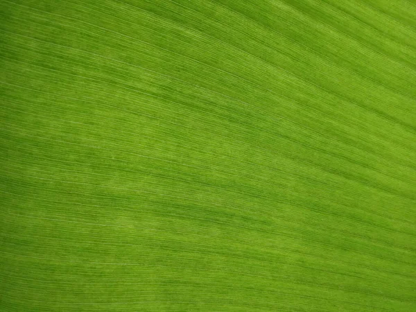 Banana Verde Folha Textura Fundo Textura Fundo Folha Verde Fresco — Fotografia de Stock