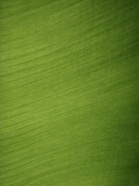 Banana Verde Folha Textura Fundo Textura Fundo Folha Verde Fresco — Fotografia de Stock