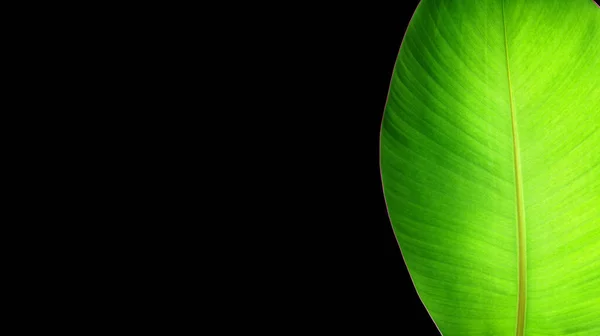 黒を背景にバナナの葉 壁紙の緑の葉のテクスチャ — ストック写真