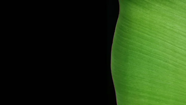 黒を背景にバナナの葉 壁紙の緑の葉のテクスチャ — ストック写真