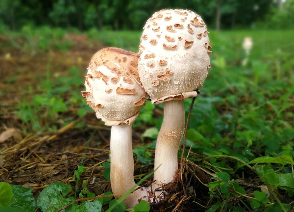 Mushroom in forest. Autumn forest mushroom.