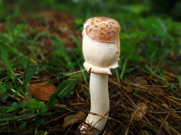 Paddenstoel Het Bos Herfst Bos Paddenstoel — Stockfoto