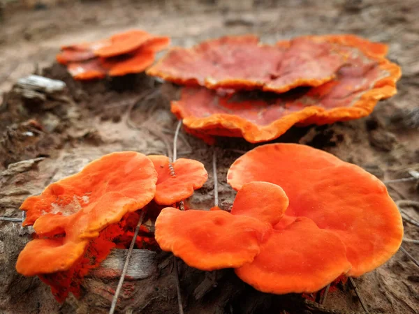 地面にオレンジキノコ 野生のキノコ — ストック写真