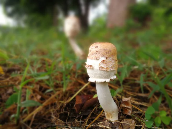 Paddenstoel Het Bos Herfst Bos Paddenstoel — Stockfoto