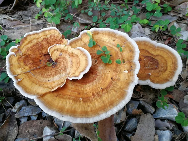 Mushrooms in the garden.yellow mushrooms.