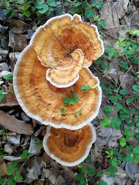 Champignons Dans Jardin Champignons Jaunes — Photo