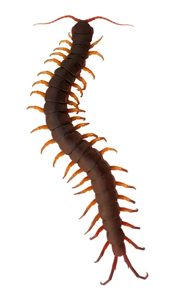 Big Centipede Isolated White Background — Stock Photo, Image
