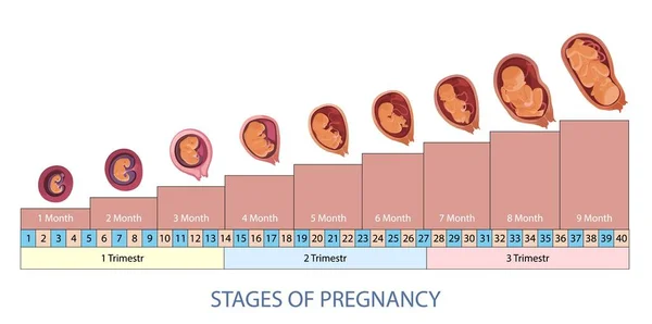 Estágios de gravidez e desenvolvimento do feto bebê vetor infográfico. —  Vetores de Stock