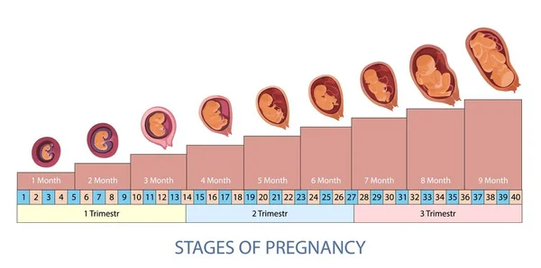 Stages of pregnancy and baby fetus development vector infographic. — Stock Vector