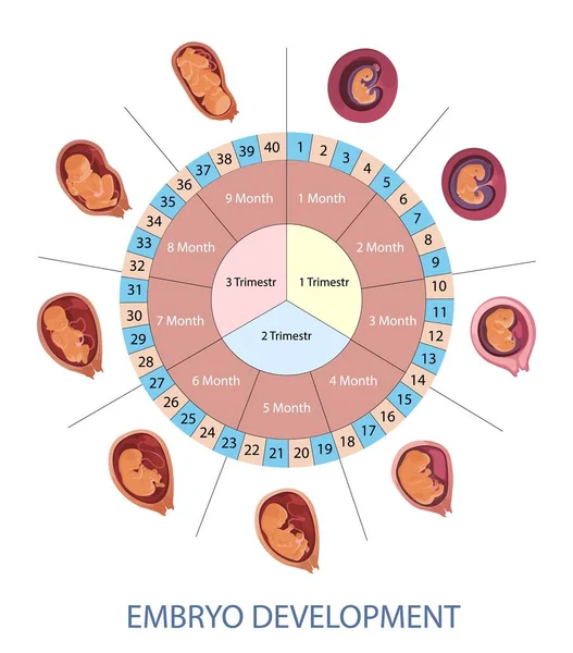 A humán embrió fejlődési vektor infografikájának szakaszai. Terhességi hetek, hónapok és trimeszterek diagramja. — Stock Vector