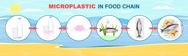Microplástico en la infografía vectorial de la cadena alimentaria. Diagrama de ciclo de vida residual de plástico. Océano, agua de mar, peces, contaminación alimentaria. — Archivo Imágenes Vectoriales