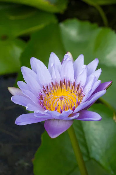 Purple water lily in the pond — Stock Photo, Image