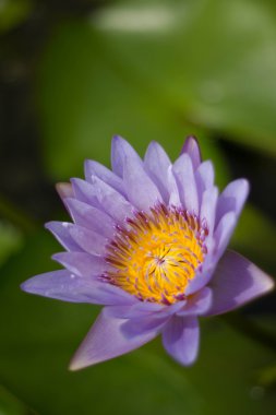 Gölette mor nilüfer çiçeği