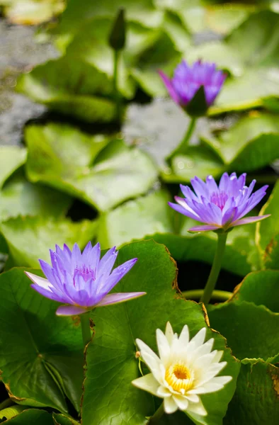 Purple water lily in the pond — Stock Photo, Image