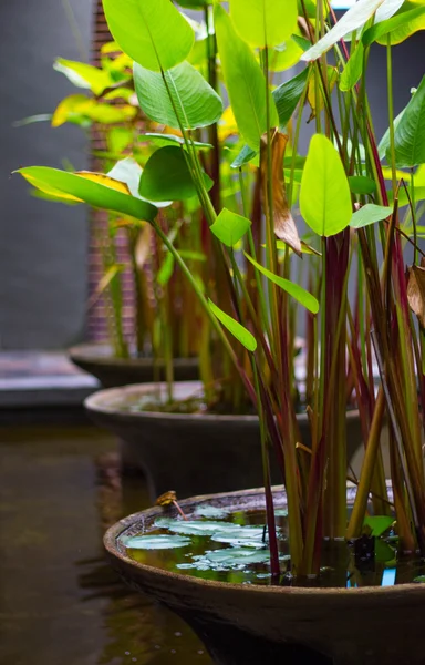 Tropical water plant for home interior exterior called water-canna — Stock Photo, Image