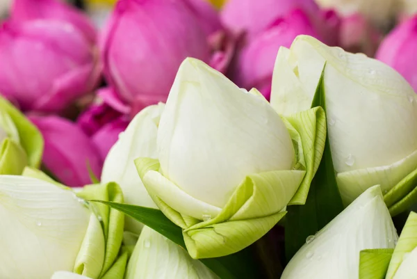 Buda Tayland saygı ödeme için katlanmış petal nilüfer