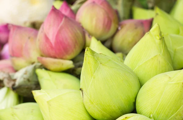 Buda Tayland saygı ödeme için katlanmış petal nilüfer