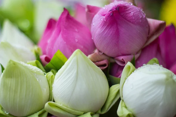 Buda Tayland saygı ödeme için katlanmış petal nilüfer