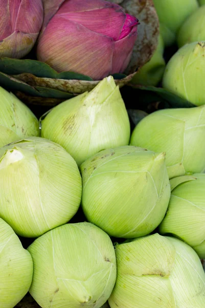 Buda Tayland saygı ödeme için katlanmış petal nilüfer