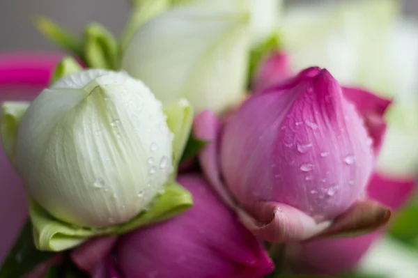 Buda Tayland saygı ödeme için katlanmış petal nilüfer