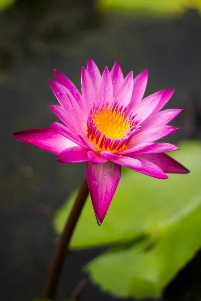 Pink water lily in the pond — Stock Photo, Image