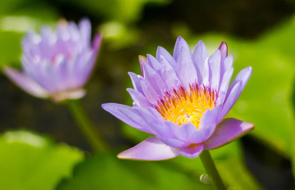 Purple water lily in the pond — Stock Photo, Image