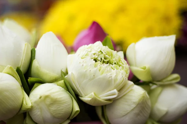 Buda Tayland saygı ödeme için katlanmış petal nilüfer