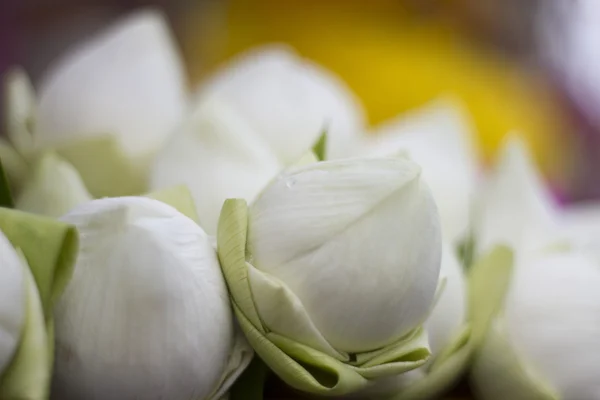 Buda Tayland saygı ödeme için katlanmış petal nilüfer