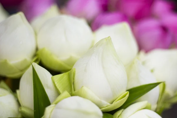 Buda Tayland saygı ödeme için katlanmış petal nilüfer