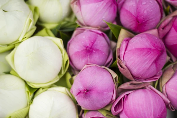 Buda Tayland saygı ödeme için katlanmış petal nilüfer