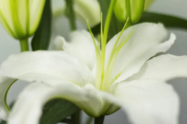 Biała Lily — Zdjęcie stockowe