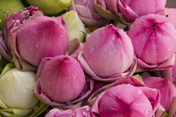 Buda Tayland saygı ödeme için katlanmış petal nilüfer