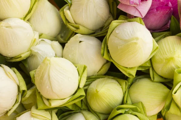 Buda Tayland saygı ödeme için katlanmış petal nilüfer