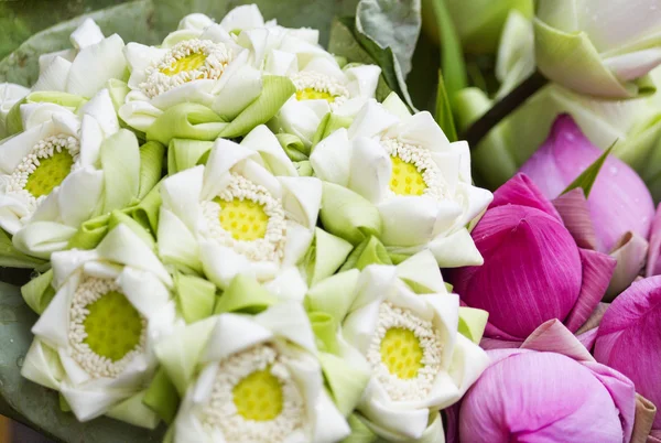 Buda Tayland saygı ödeme için katlanmış petal nilüfer
