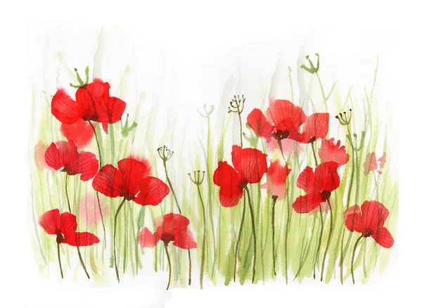 Poppies jardin aquarelle illustration — Image vectorielle