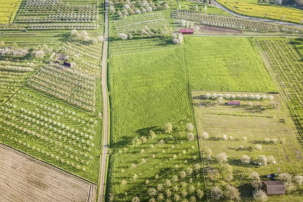 Hőlégballon cseresznyevirág — Stock Fotó