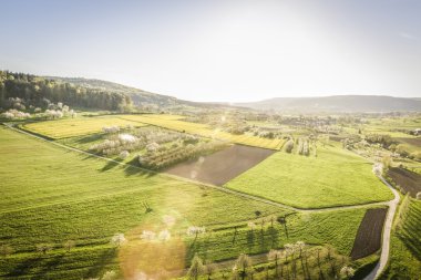kiraz çiçeği balon