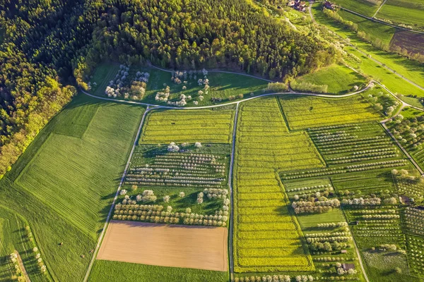 kiraz çiçeği balon