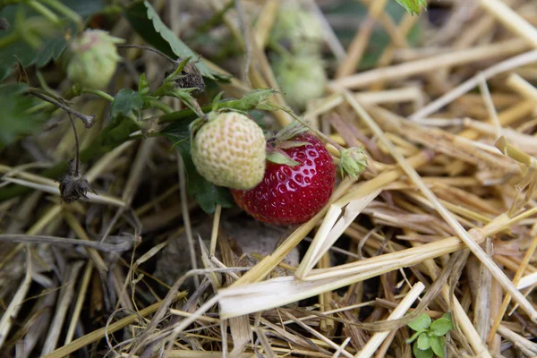 Färska bio strawberry mieze schindler Stockfoto