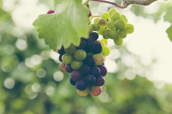 Verse bio wijngaard — Stockfoto