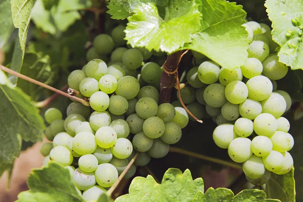 Fresh bio Vineyard — Stock Photo, Image