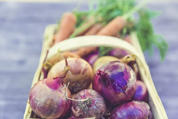 Urban Gardening Gemüseernte Ernte — Stockfoto