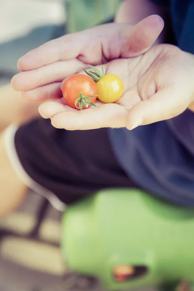 Dziecko zbiorów bio świeżych pomidorów — Zdjęcie stockowe