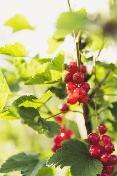 taze biyo kırmızı kuş üzümü